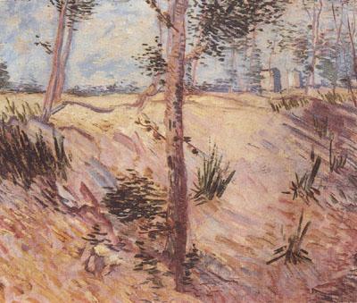 Vincent Van Gogh Trees in a Field on a Sunny Day (nn04) Norge oil painting art